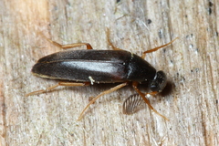 Pelecotoma flavipes