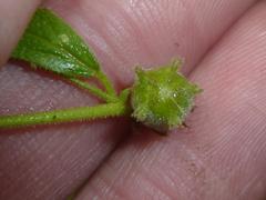 Hermannia boraginiflora