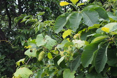 Magnolia obovata