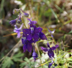 Delphinium decorum tracyi