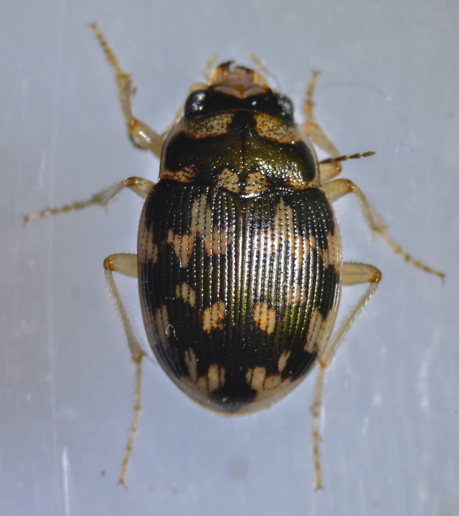 solid round sand beetle