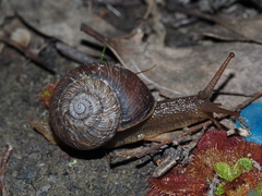 Cupedora bednalli