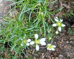 Mononeuria groenlandica