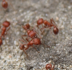 Pogonomyrmex californicus