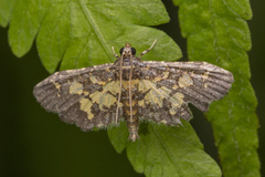 Eurrhyparodes tricoloralis