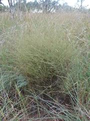 Phyllanthus parvulus garipensis