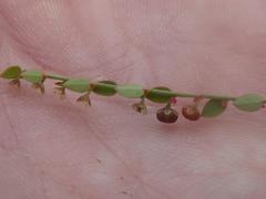 Phyllanthus parvulus garipensis