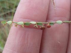Phyllanthus parvulus garipensis