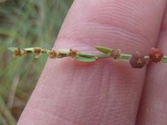 Phyllanthus parvulus garipensis