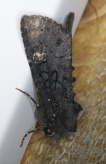 Melanapamea mixta