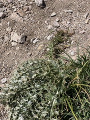 Cirsium scopulorum