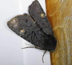 Melanapamea mixta