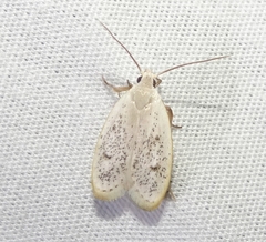 Durrantia piperatella
