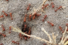 Pogonomyrmex californicus