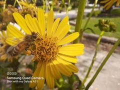 Apis mellifera
