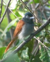 Terpsiphone viridis granti