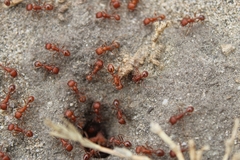 Pogonomyrmex californicus