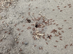 Pogonomyrmex californicus