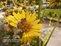 Apis mellifera