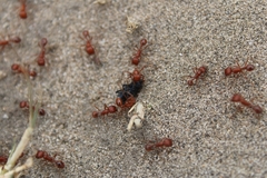 Pogonomyrmex californicus