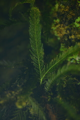 Blechnum francii