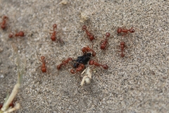 Pogonomyrmex californicus