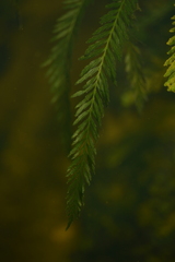 Blechnum francii