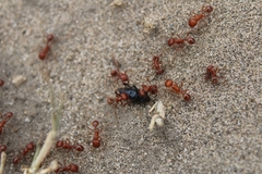 Pogonomyrmex californicus