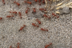 Pogonomyrmex californicus
