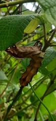 Citheronia phoronea