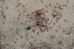 Pogonomyrmex californicus