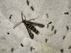 Synanthedon arkansasensis