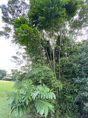 Aphanamixis polystachya