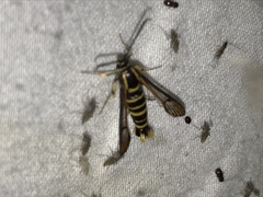 Synanthedon arkansasensis