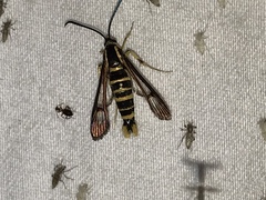 Synanthedon arkansasensis