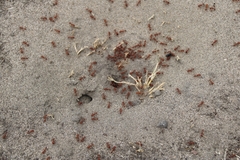 Pogonomyrmex californicus