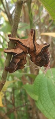 Citheronia phoronea