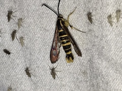 Synanthedon arkansasensis