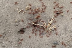 Pogonomyrmex californicus