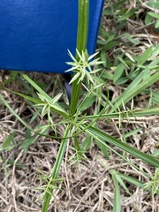 Cyperus sphacelatus