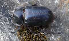 Scarabaeidae