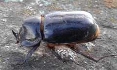 Scarabaeidae