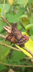 Citheronia phoronea