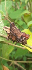 Citheronia phoronea