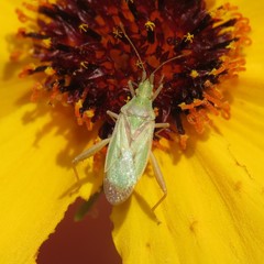 Harmostes reflexulus