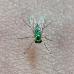 Chrysosoma globiferum