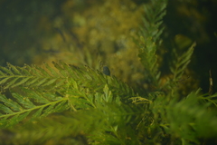 Blechnum francii