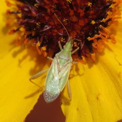 Harmostes reflexulus