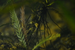Blechnum francii