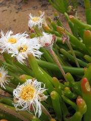 Monilaria chrysoleuca